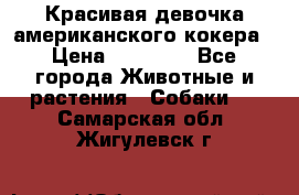 Красивая девочка американского кокера › Цена ­ 35 000 - Все города Животные и растения » Собаки   . Самарская обл.,Жигулевск г.